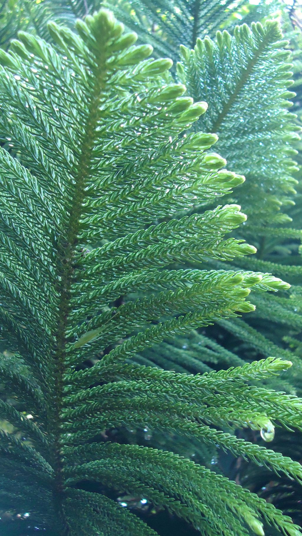 Norfolk Island Pine