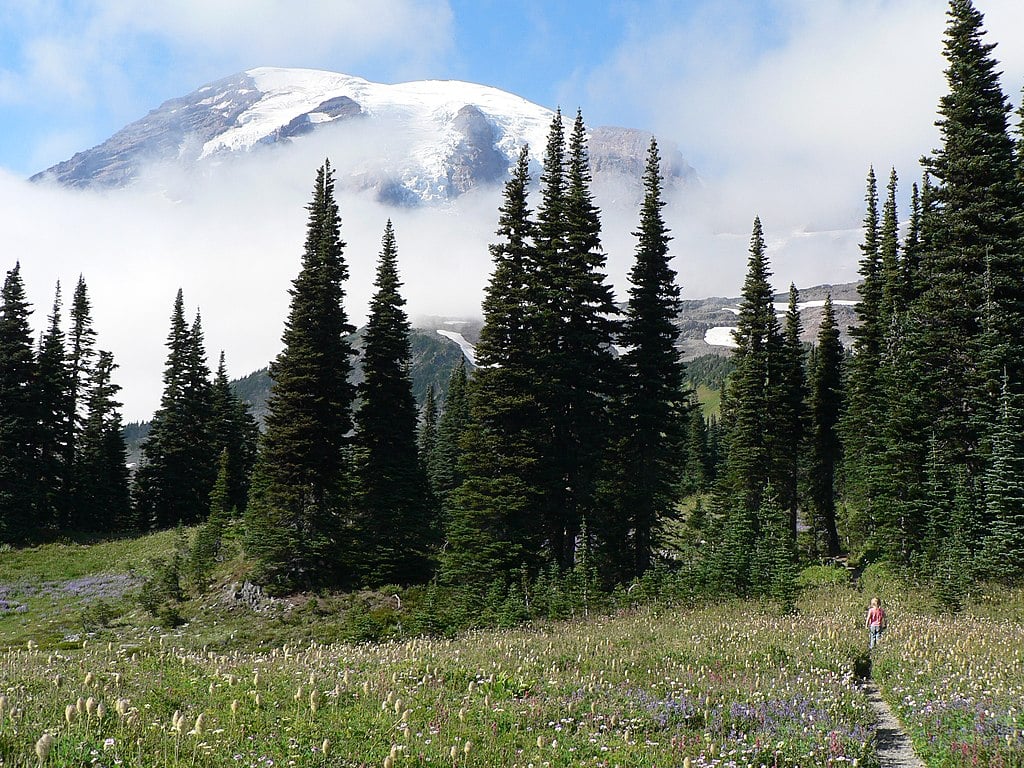 Alpine Fir Trees