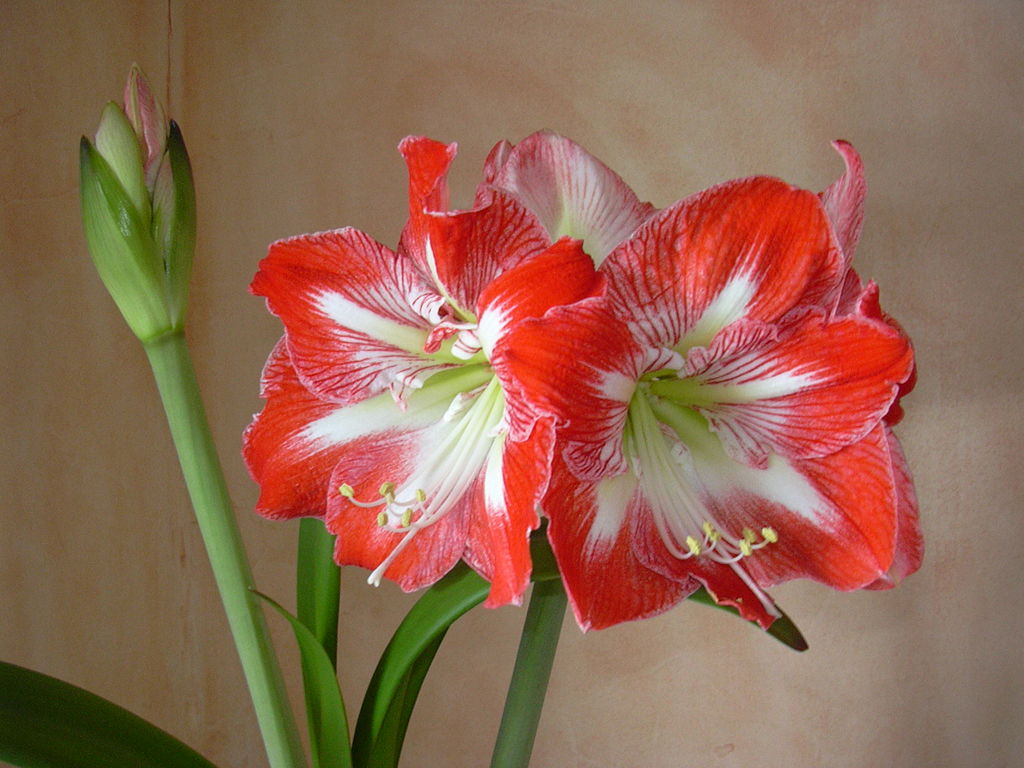 Amaryllis for holidays