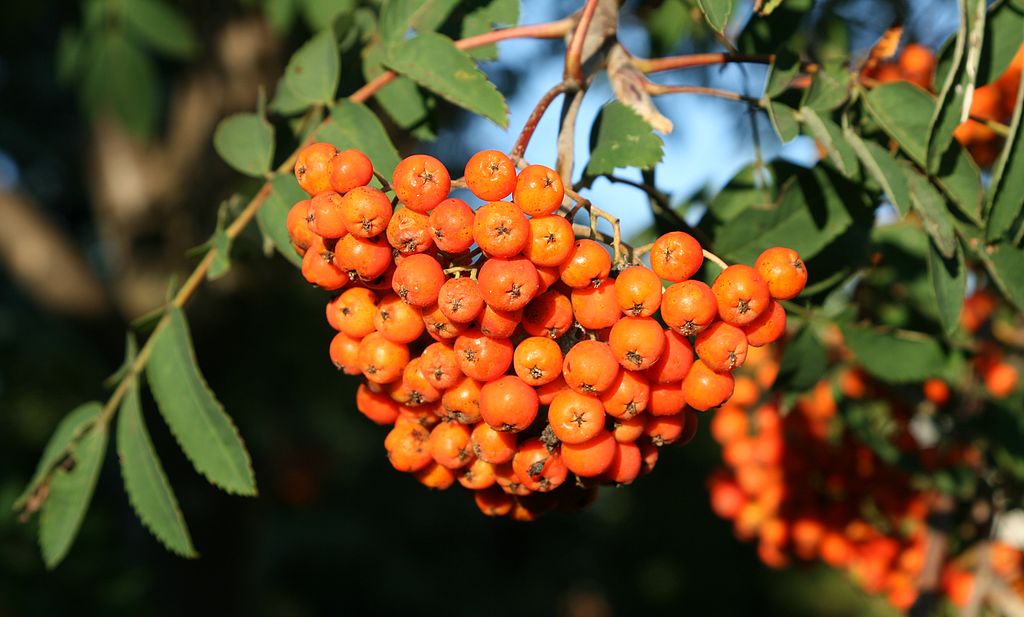 Mountain Ash - Sorbus americana 