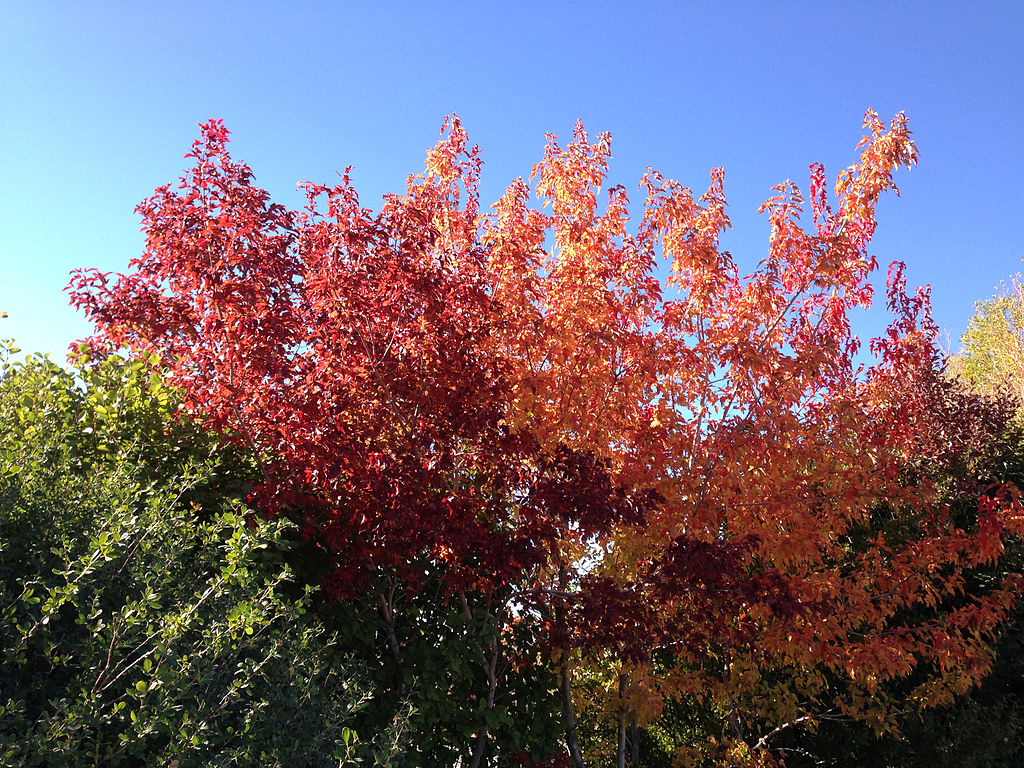 Amur Maple Tree