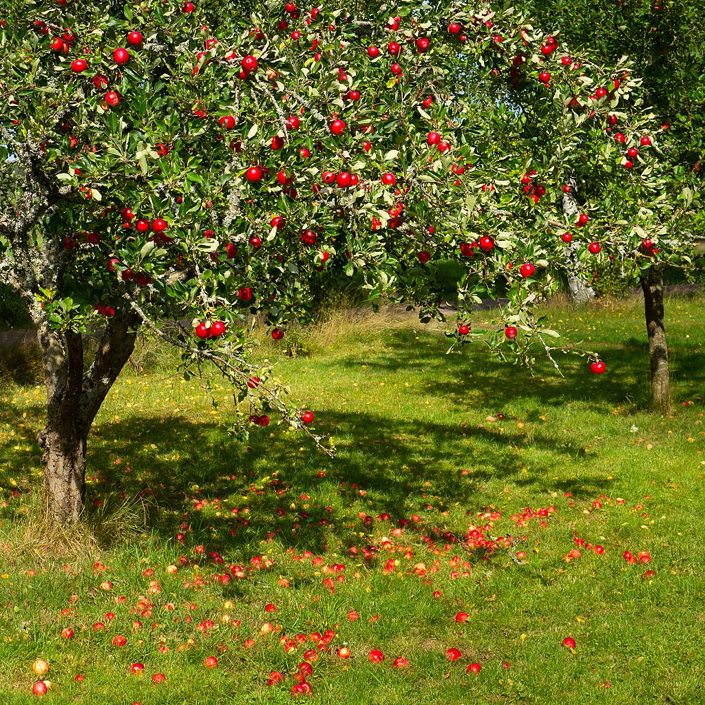 Apple tree