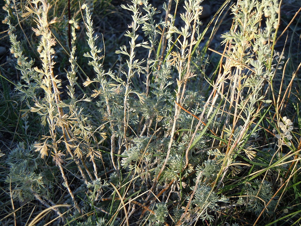 Artemisia Frigida