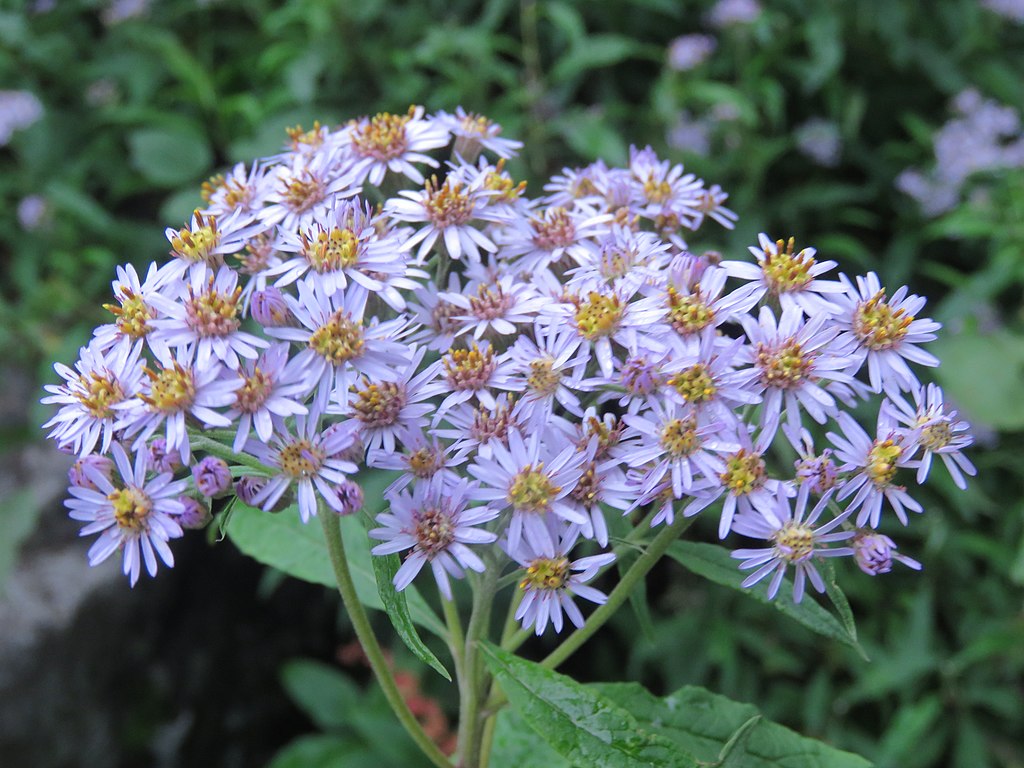 Aster