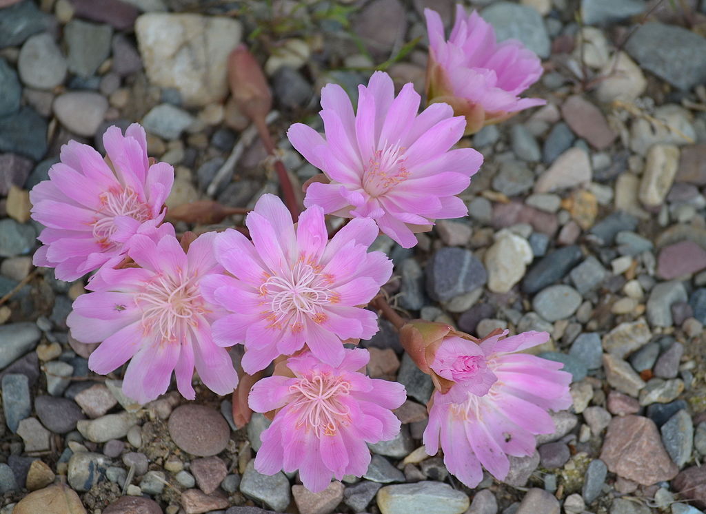 Bitterroot - Lewisia