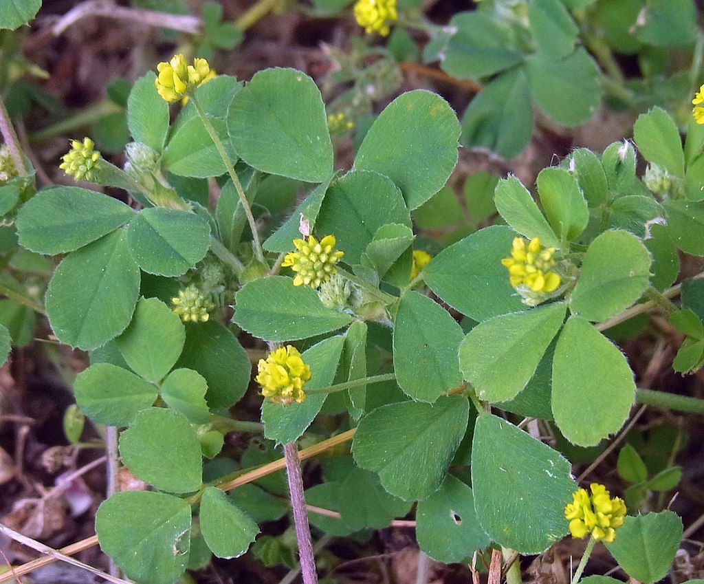 Black Medic landscape weed