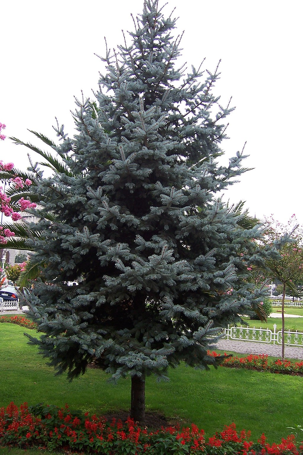 Blue Spruce Tree