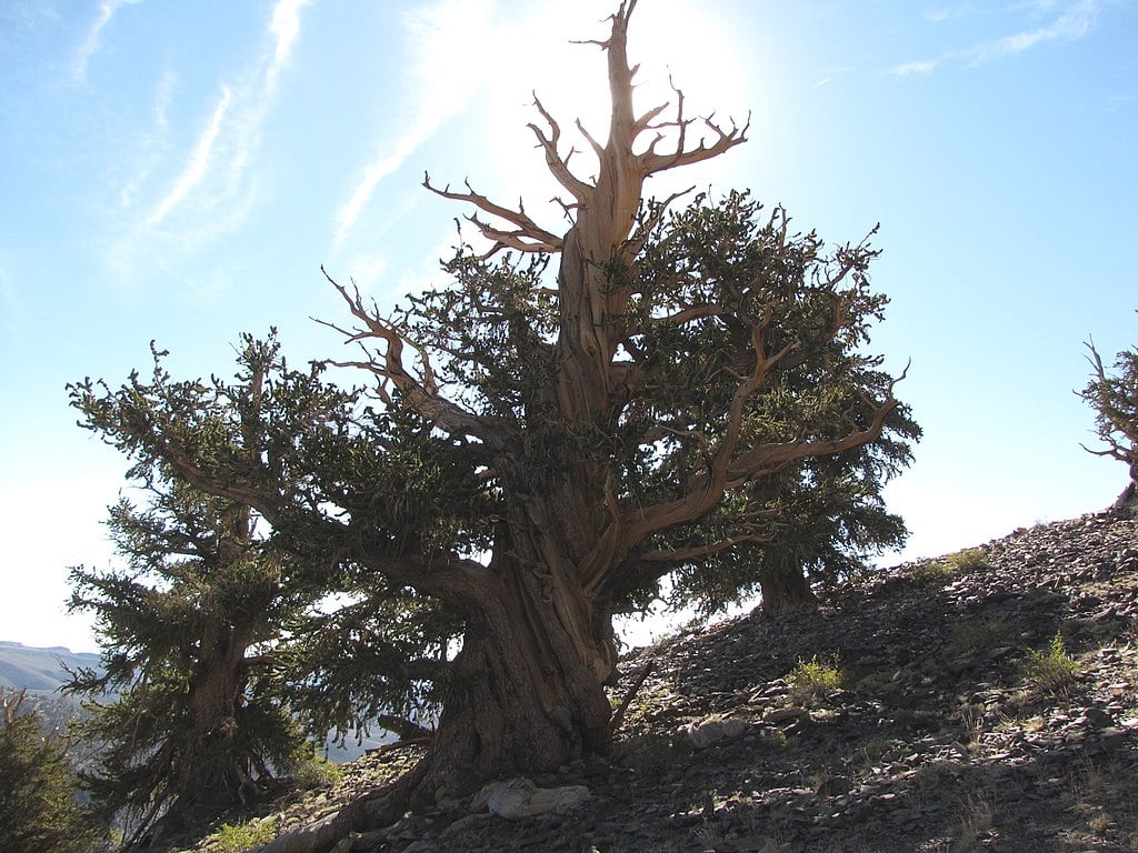 Bristlecone pine tree