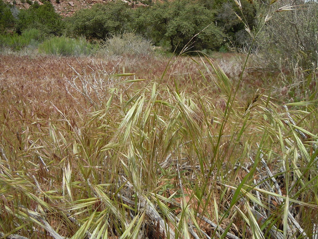 Cheatgrass landscape weed