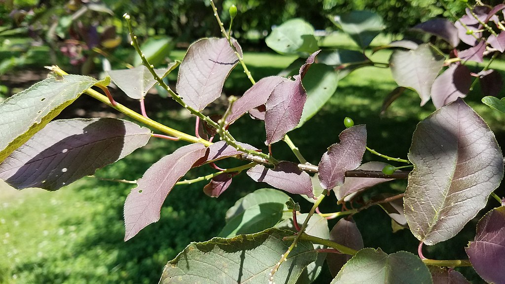 Chokecherry tree