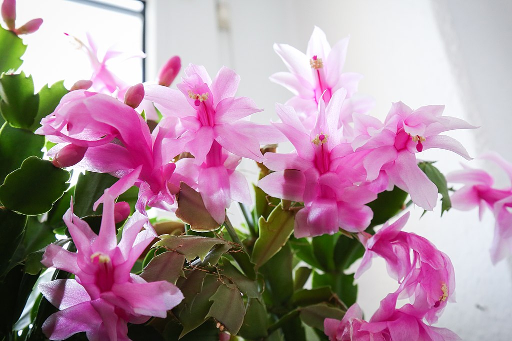Christmas cactus for holiday planting