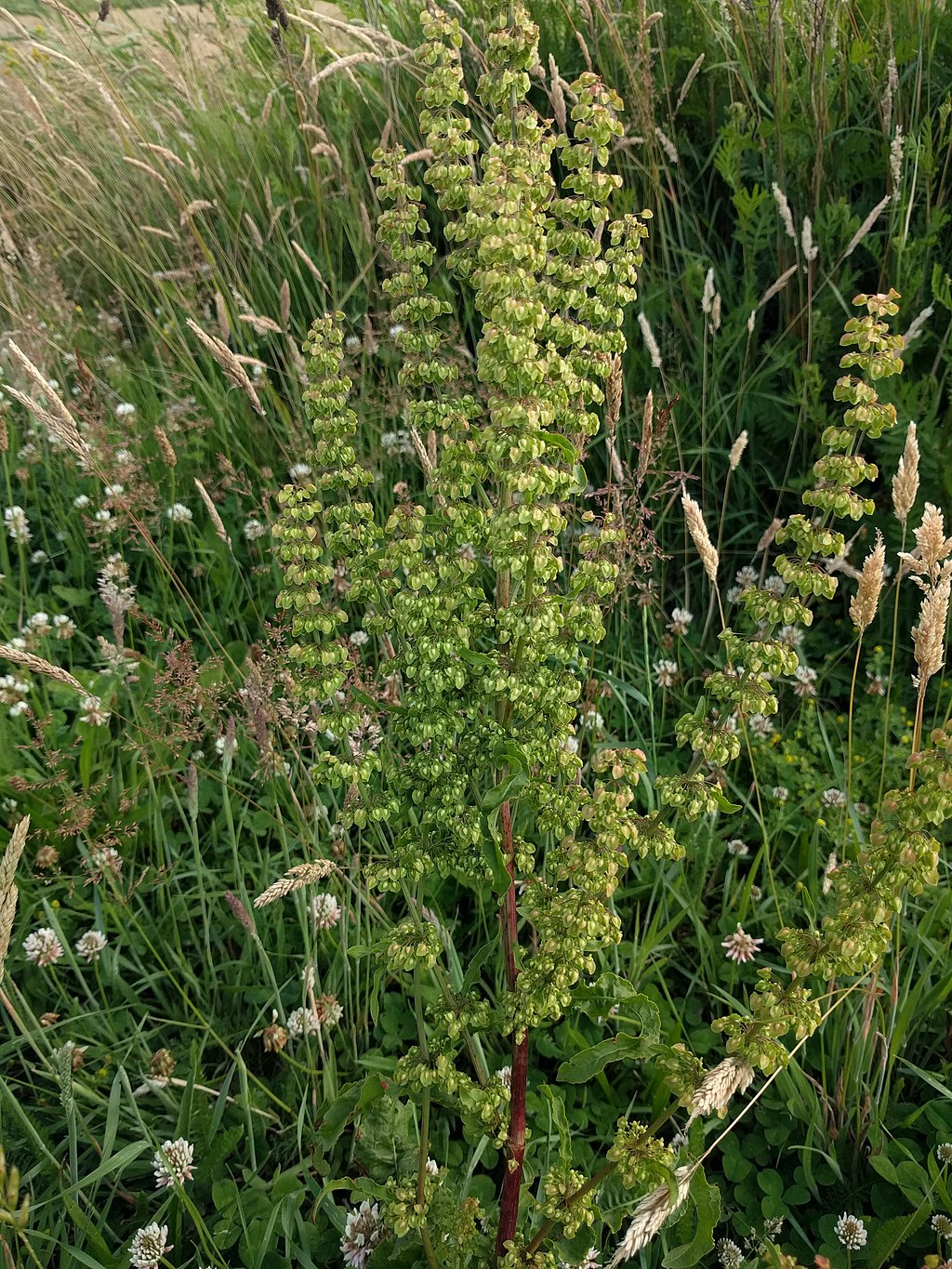 Curly Dock landscape weed