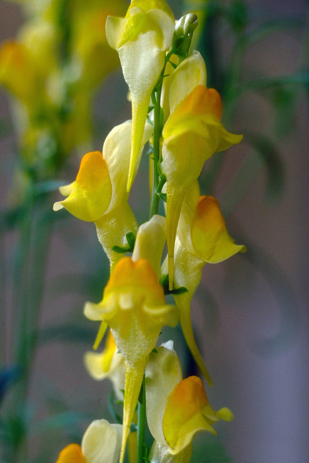 Dalmation Toadflax landscape weed