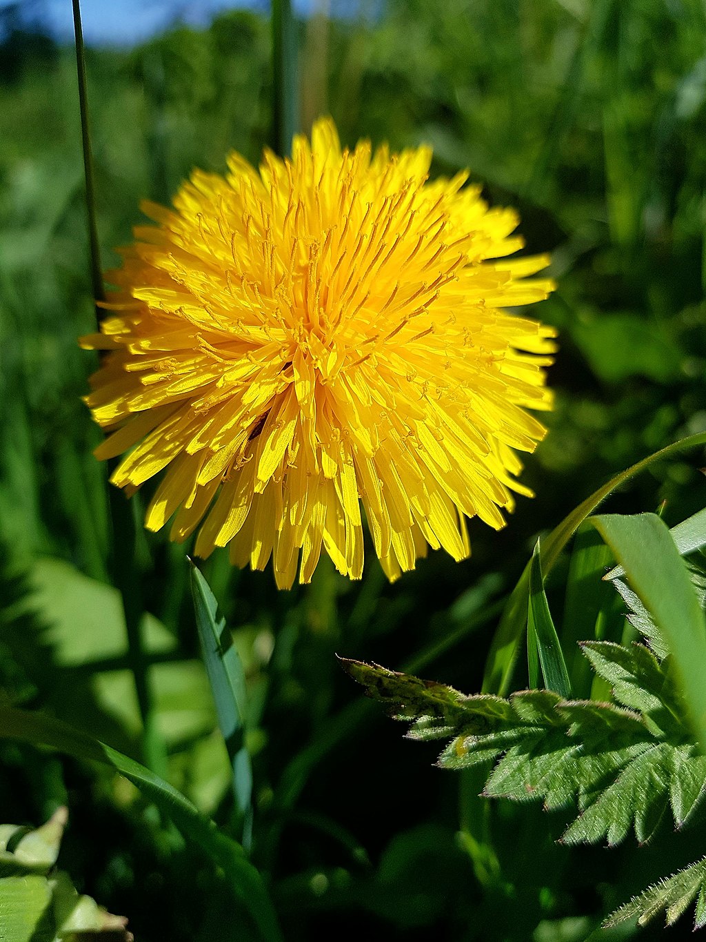 Dandelion landscape weed