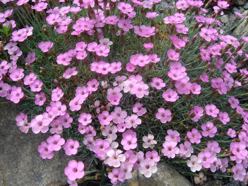 Dianthus flowers