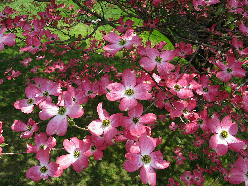 Dogwood tree