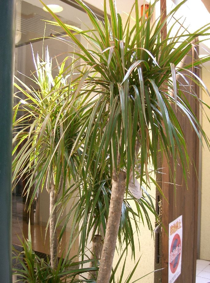 Dracaena marginata