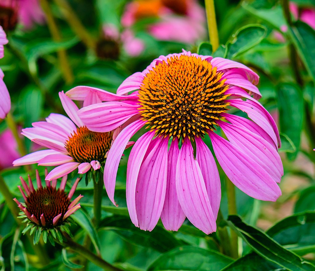 Echinacea Purple Coneflower