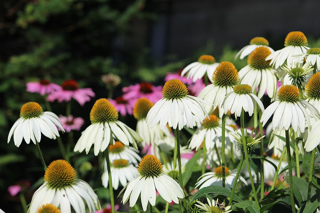 Echinacea flowers