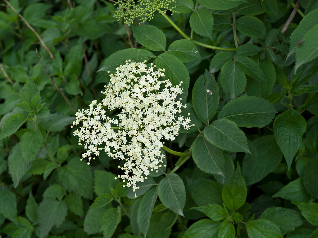 Elderberry shrub