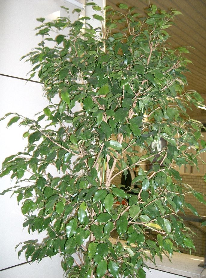 Ficus benjamina