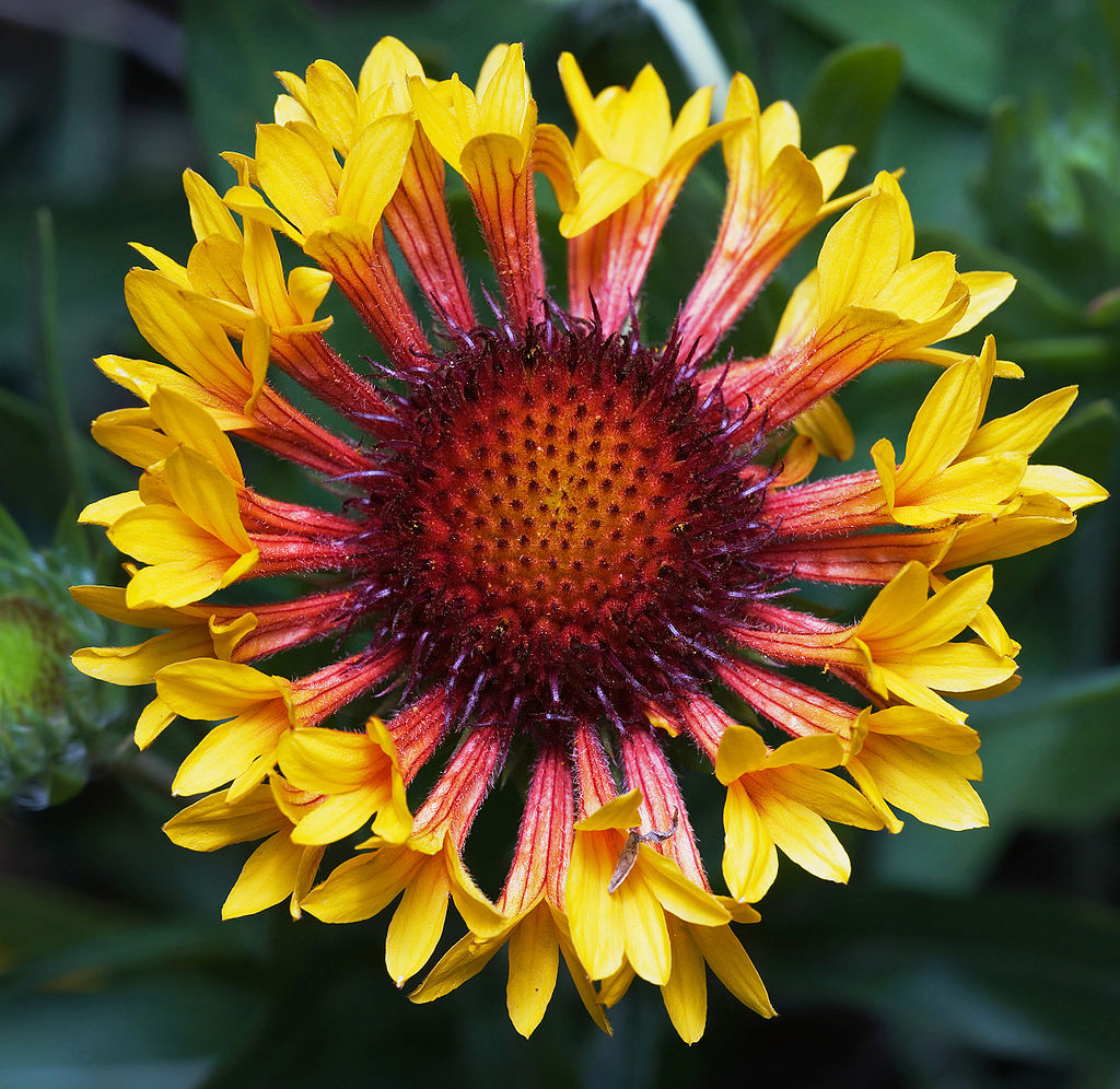 Gaillardia flower native to montana