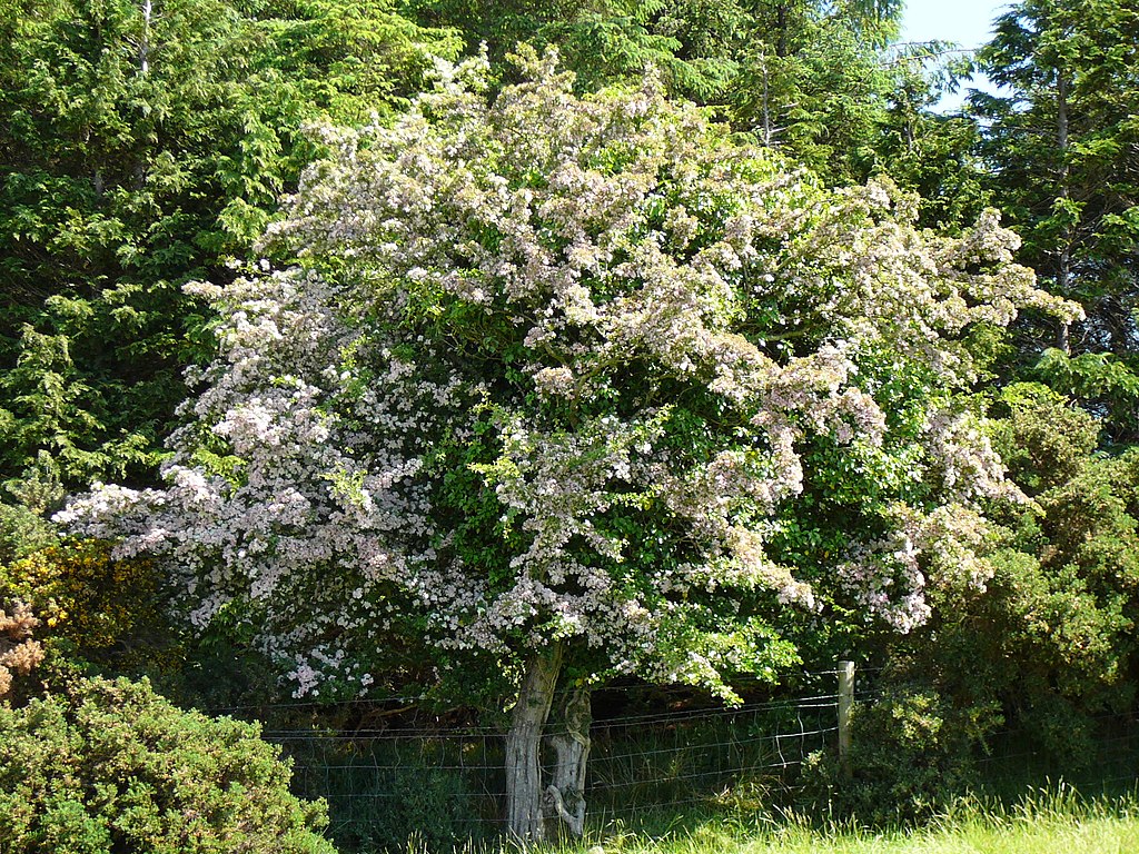 Hawthorn tree