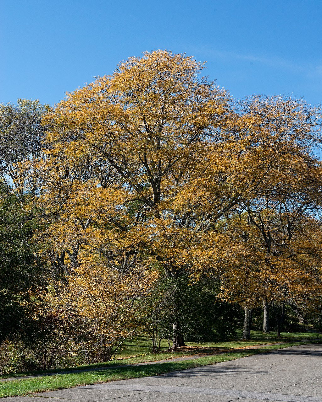 Honeylocust tree