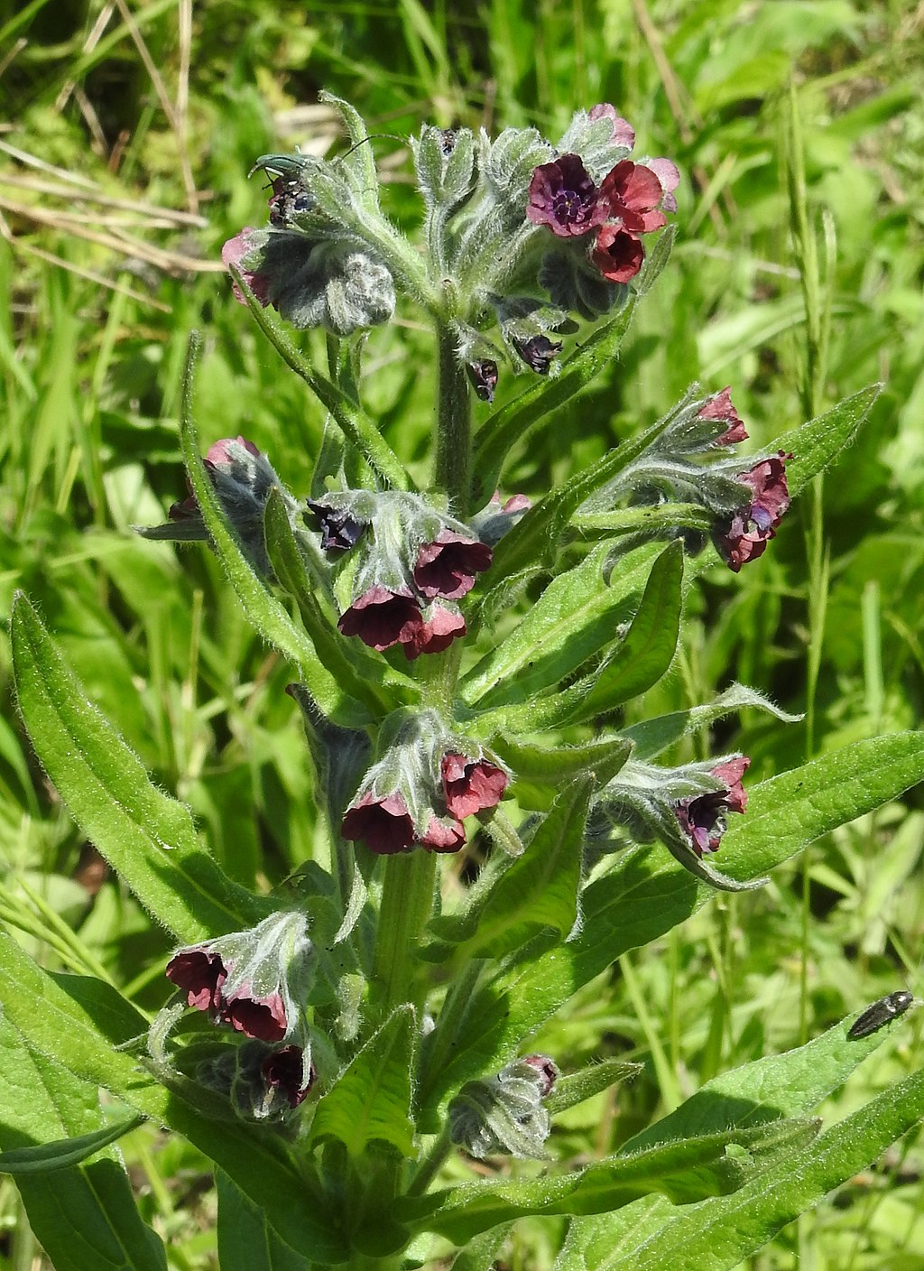 Houndstongue landscape weed