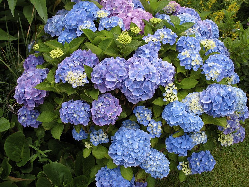 Hydrangeas