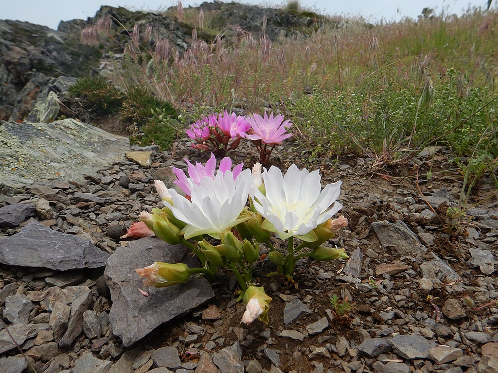 Lewisia - Bitterroot