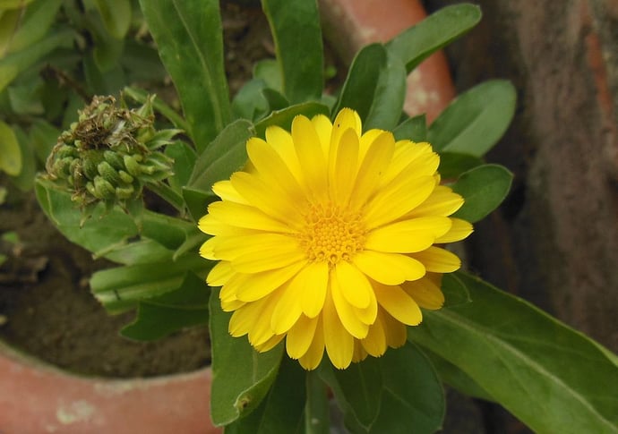 Marigold in pot