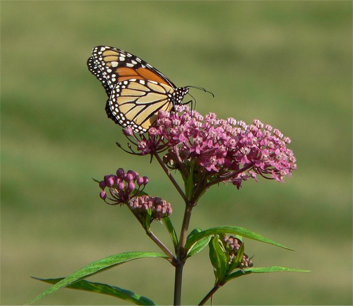 Milkweed with a Monarch Butterfly