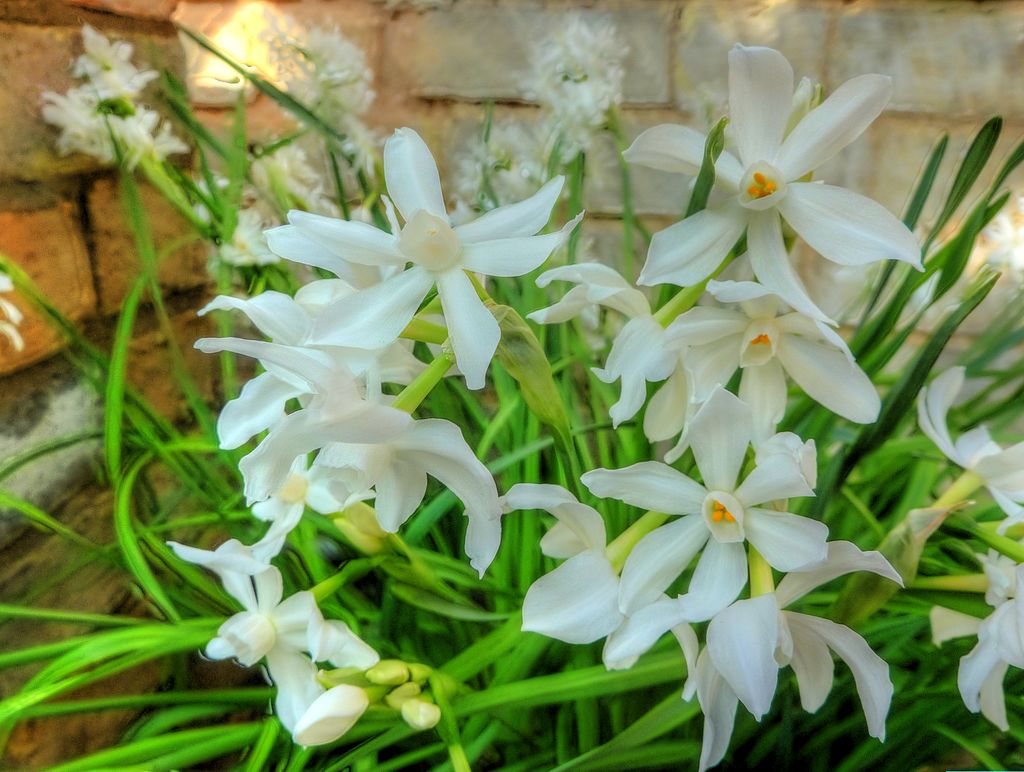 Paper White Narcissus for holiday décor 