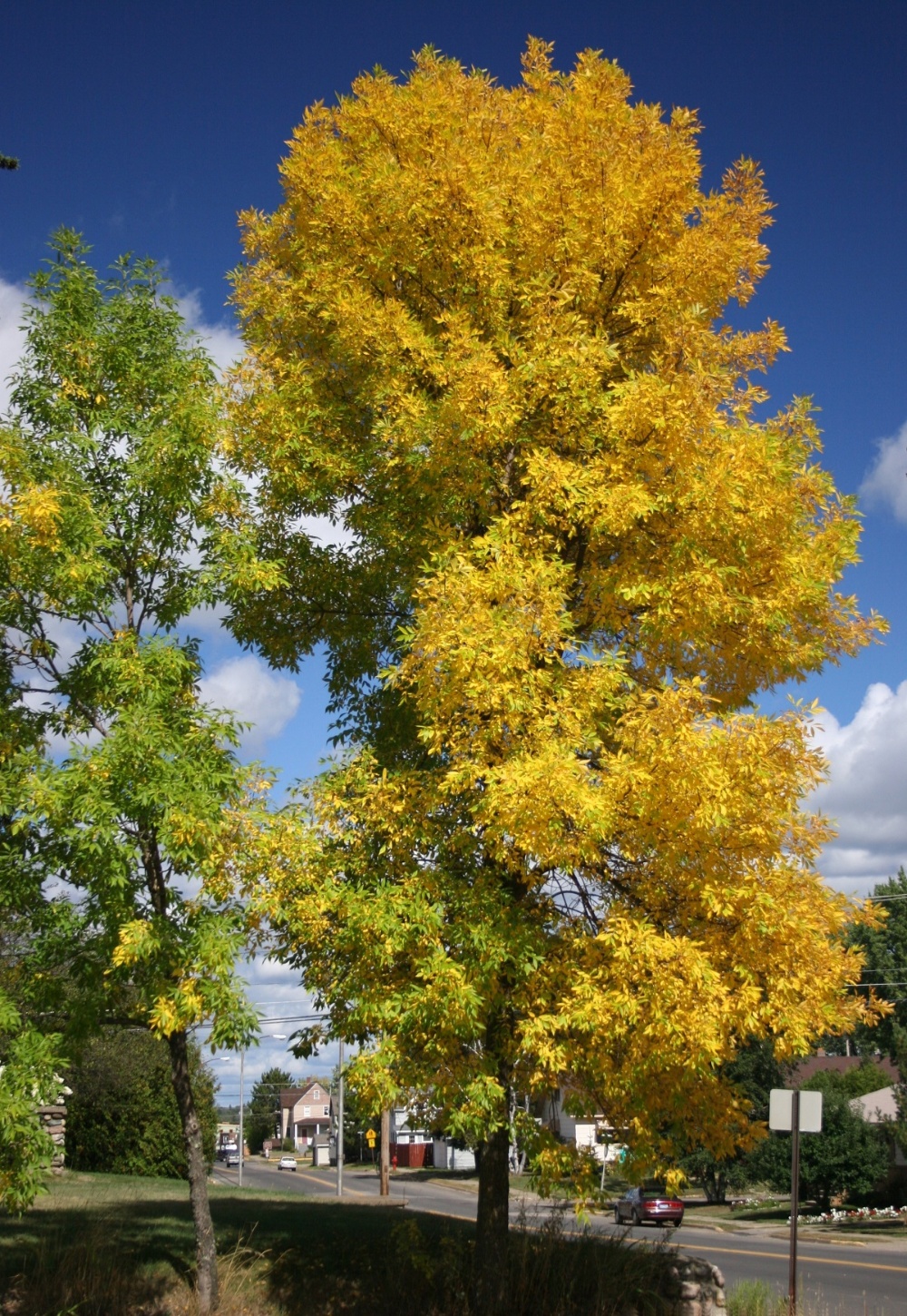 Patmore ash tree-1