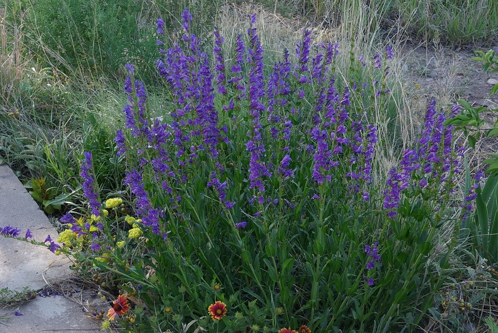 Penstemon Strictus - Rocky Mountain Penstemon