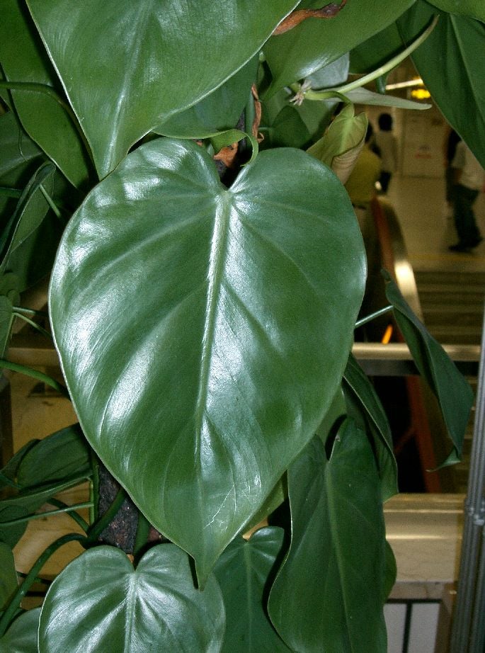 Philodendron scandens