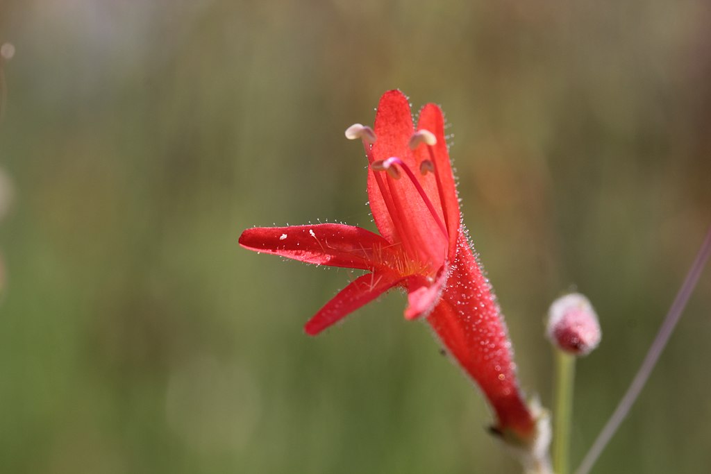 Pineneedle Beardtongue Penstemon pinifolius