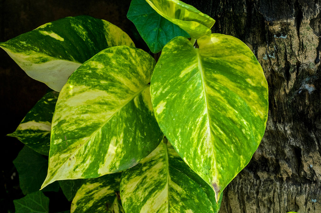 Pothos Epipremnum aureum