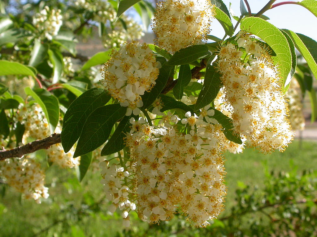 Prunus Virginiana - Common Chokecherry