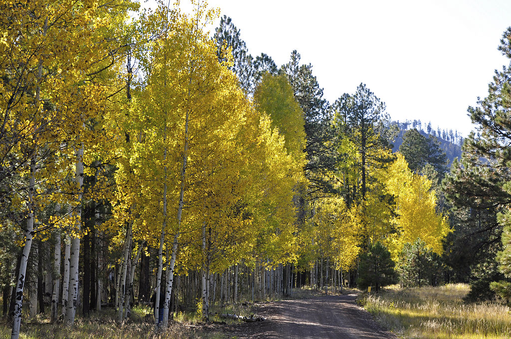 Quaking Aspen tree