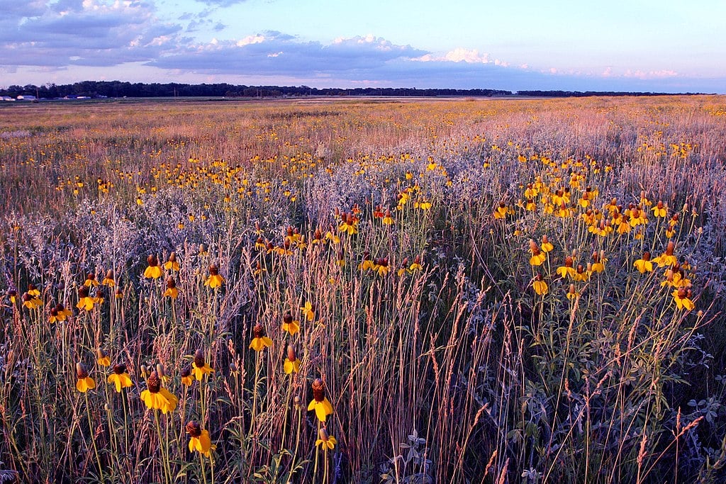 Ratibida - Praire Coneflowers