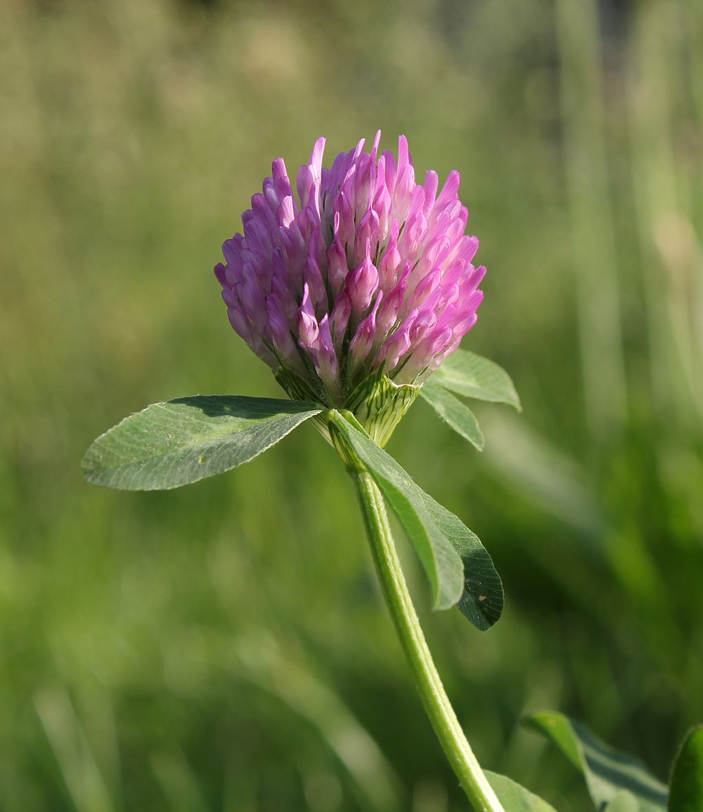 Red Clover landscape weed