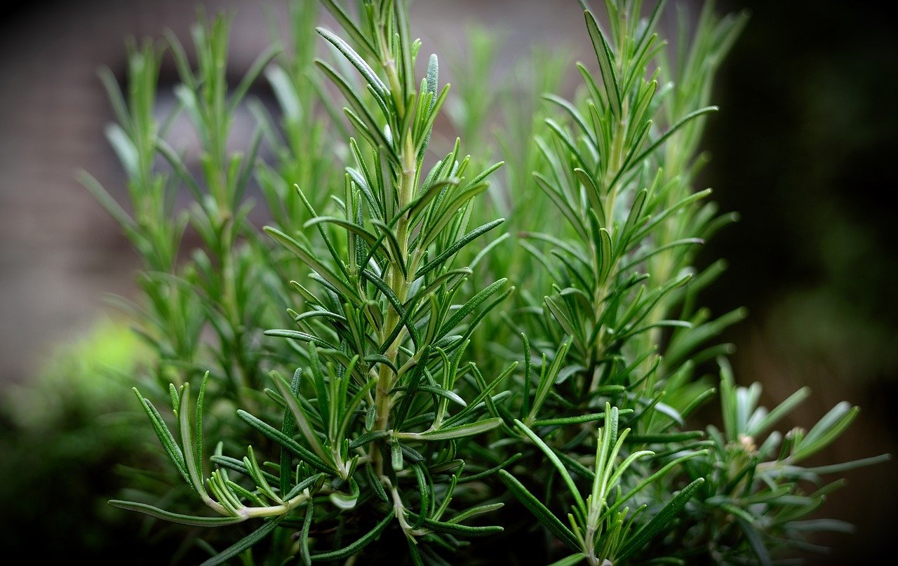 Rosemary for holiday decorating