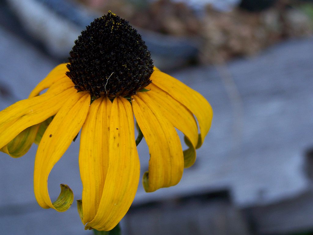 Rudbeckia or Black Eyed Susan