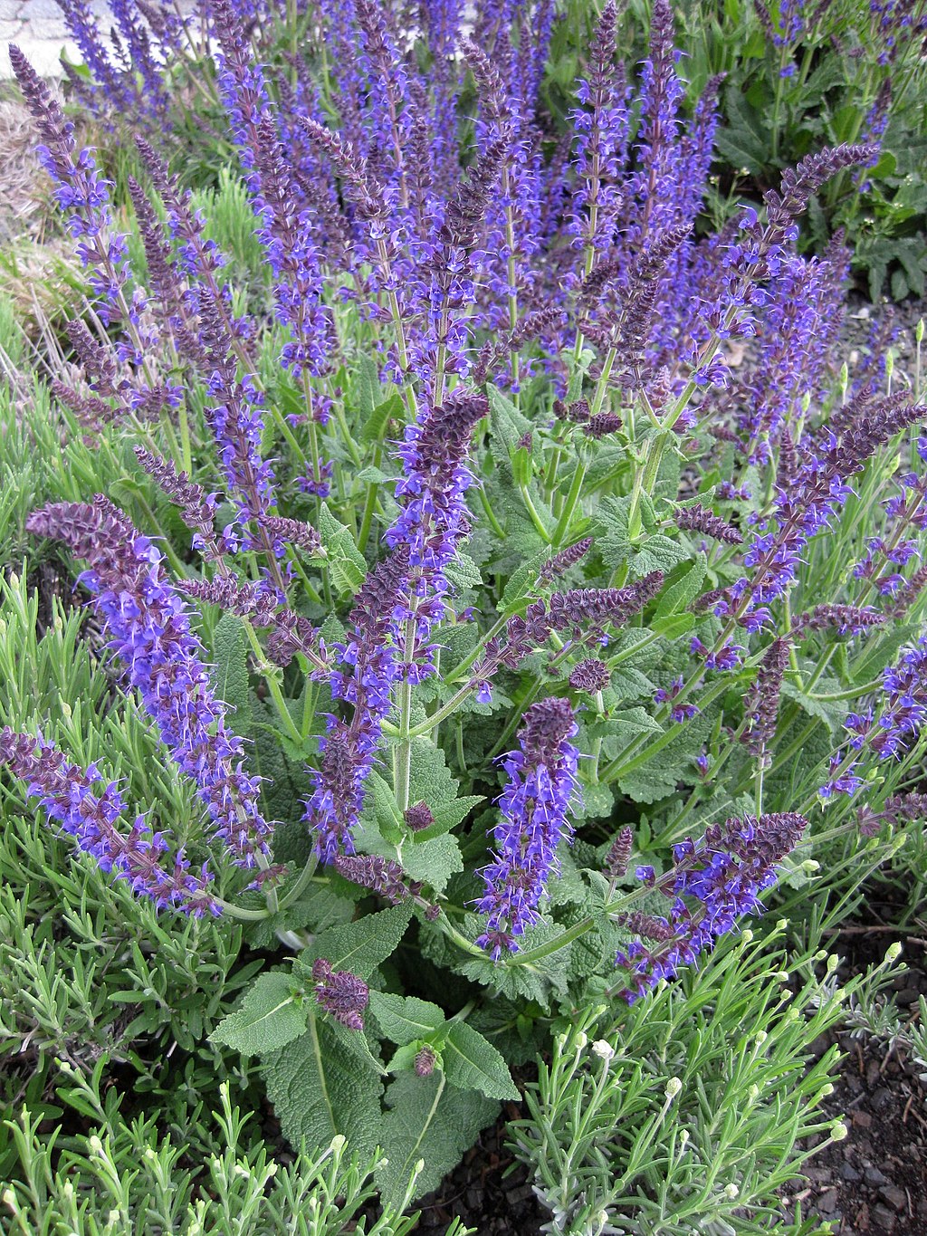 Salvia deer resistant flower