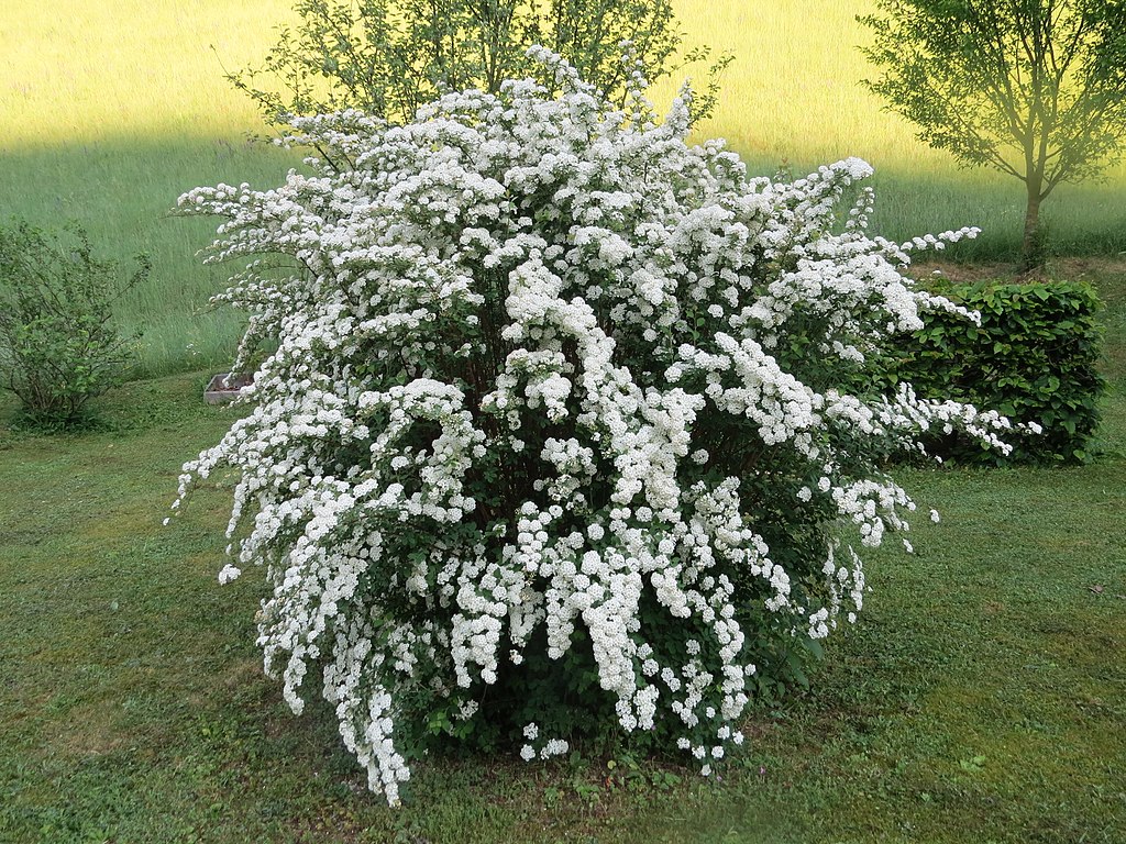 Spirea shrub