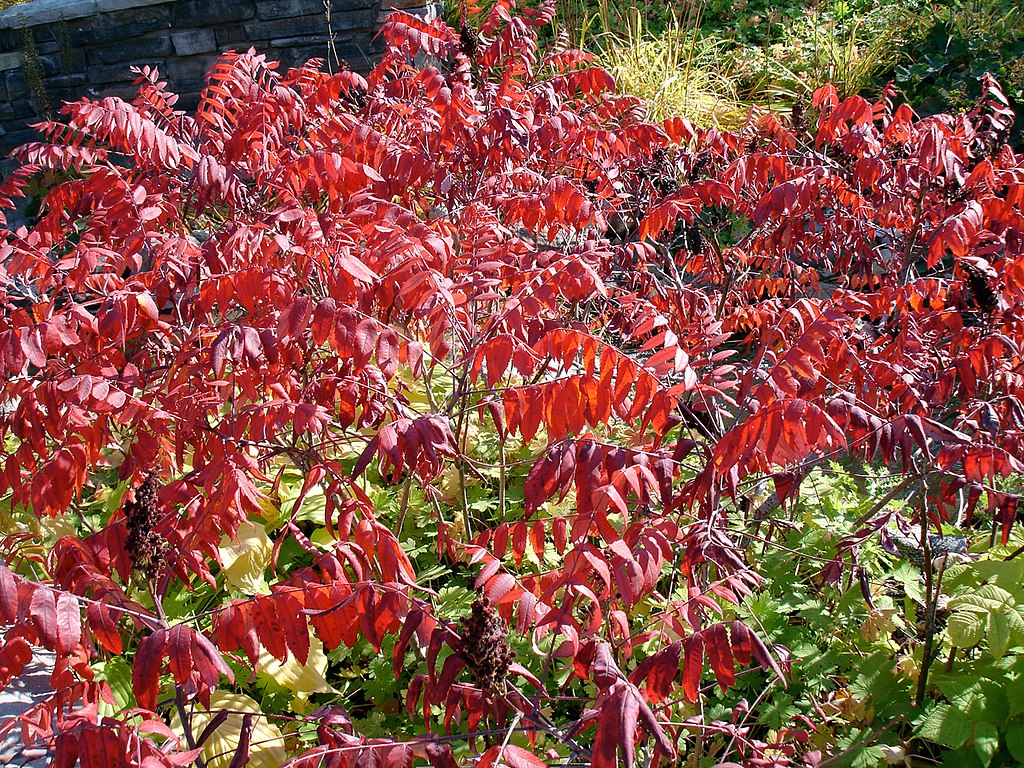 Sumac deer resistant shrub