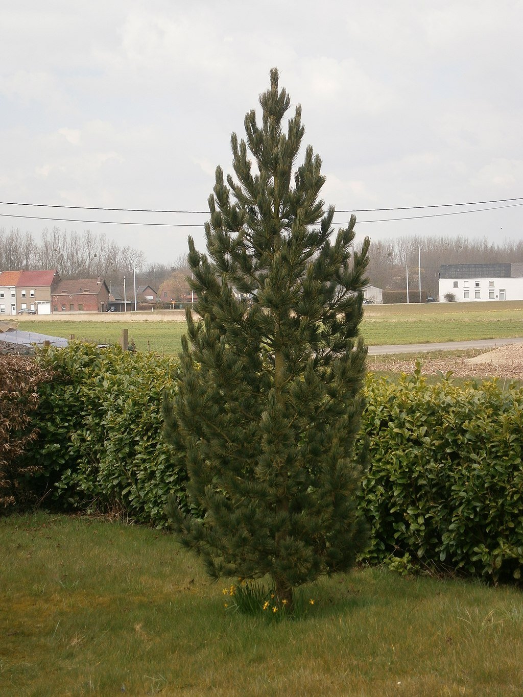 Swiss stone pine tree