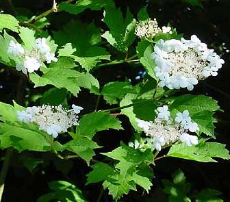 Viburnum opulus